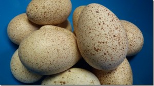 turkey eggs