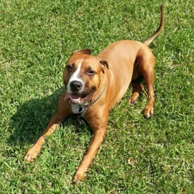 ALPO®:  Happy Starts Here