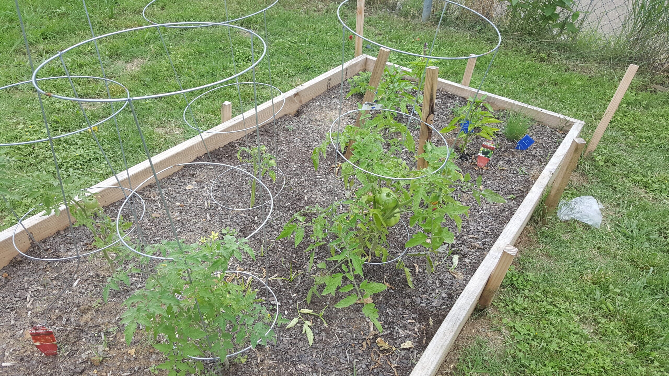 My First Harvest From my Ecoscraps Garden Is In!