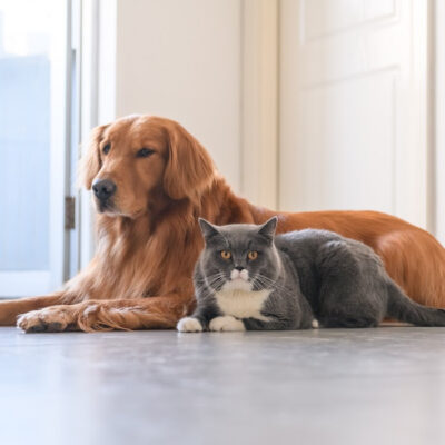 FREE Pet Safety Kit From ASPCA