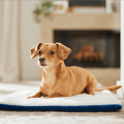 Self-Warming Reversible Cat & Dog Mat (24”) – Now $7.07 (Reg. $11.79)