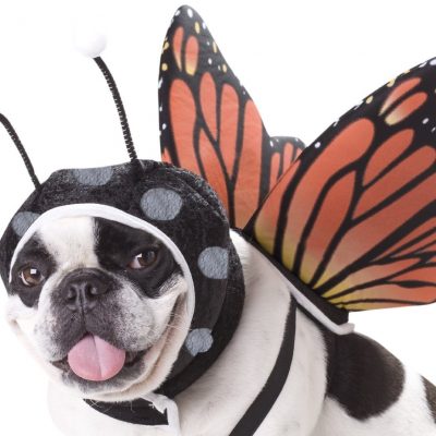 Animal Planet Butterfly Dog Costume Just $3.91!