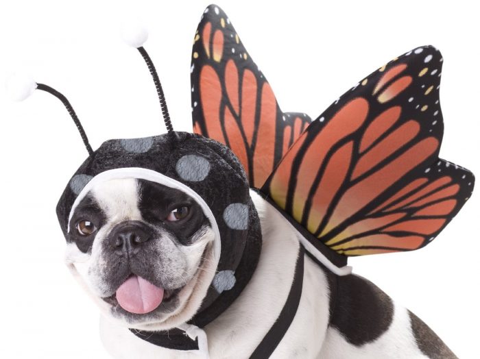 Animal Planet Butterfly Dog Costume Just $3.91!