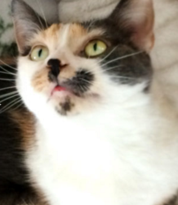 FREE Meow Mix Irresistibles Treats!