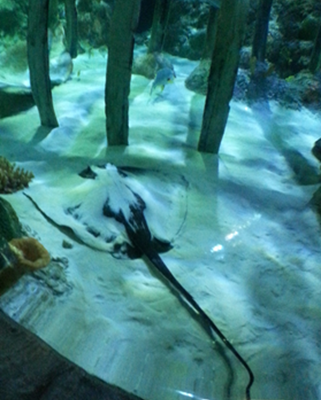 FREE Kid’s Ticket To Sea Life With Purchase Of An Adult Ticket!  Dallas/Ft Worth